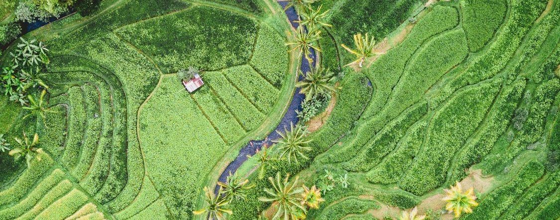 Lush green rice terraces with a winding river and a small building amidst the landscape.